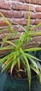 Ginger Leaves for Medicine and Food Flavouring