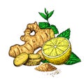 Ginger, lemon and mint vector drawing. Root, hearb leaf and fruit slice sketch