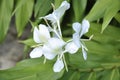 Ginger lily - Hedychium