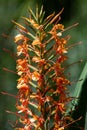 Ginger lily (hedychium gardnerianum) flowers