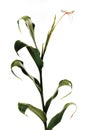 Ginger lily (Hedychium spicatum), close-up