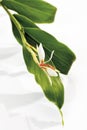 Ginger lily (Hedychium spicatum), close-up