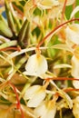 Ginger lily, Hedychium spicatum, fragrant plant