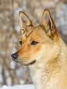 Ginger Little Dog Looking Fixedly Ahead Royalty Free Stock Photo