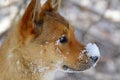 Ginger Little Dog with Snow on Nose