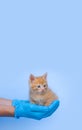 A ginger little kitten in the reliable hands of a veterinarian in blue medical gloves on a light blue background