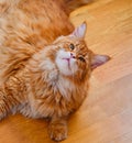 Ginger Main coon cat laying and looking at the camera with its head tilted Royalty Free Stock Photo