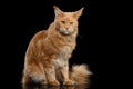 Ginger Maine Coon Cat Gaze Looks Isolated on Black Background Royalty Free Stock Photo