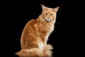 Ginger Maine Coon Cat Gaze Looks Isolated on Black Background Royalty Free Stock Photo