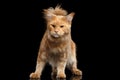 Ginger Maine Coon Cat Gaze Looks Isolated on Black Background Royalty Free Stock Photo