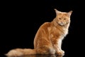 Ginger Maine Coon Cat Gaze Looks Isolated on Black Background Royalty Free Stock Photo