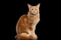 Ginger Maine Coon Cat Gaze Looks Isolated on Black Background Royalty Free Stock Photo