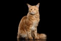 Ginger Maine Coon Cat Gaze Looks Isolated on Black Background Royalty Free Stock Photo