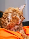 Ginger Maine Coon cat grooming itself on an orange bean bag chair Royalty Free Stock Photo