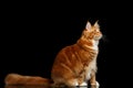 Ginger Maine Coon Cat Isolated on Black Background