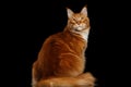 Ginger Maine Coon Cat Isolated on Black Background Royalty Free Stock Photo