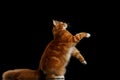 Ginger Maine Coon Cat Isolated on Black Background