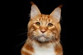 Ginger Maine Coon Cat Isolated on Black Background Royalty Free Stock Photo