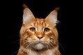 Ginger Maine Coon Cat Isolated on Black Background Royalty Free Stock Photo