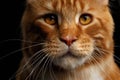 Ginger Maine Coon Cat Isolated on Black Background Royalty Free Stock Photo