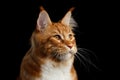 Ginger Maine Coon Cat Isolated on Black Background Royalty Free Stock Photo