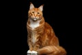 Ginger Maine Coon Cat Isolated on Black Background Royalty Free Stock Photo