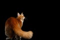 Ginger Maine Coon Cat Isolated on Black Background