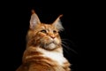 Ginger Maine Coon Cat Isolated on Black Background Royalty Free Stock Photo