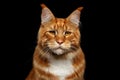 Ginger Maine Coon Cat Isolated on Black Background Royalty Free Stock Photo