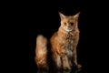 Ginger Maine Coon Cat Isolated on Black Background Royalty Free Stock Photo