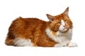 Ginger Maine Coon cat isolated on white