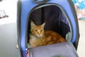 Ginger maine coon cat sit in travel carriage pet or backpack, in veterinary clinic, look outside bag