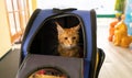 Ginger maine coon cat sit in travel carriage pet or backpack.