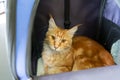 Ginger maine coon cat sit in travel carriage pet or backpack, in veterinary clinic, look outside bag