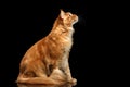 Ginger Maine Coon Cat Sitting, Curious Looking up, Isolated Black Royalty Free Stock Photo