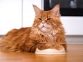 Ginger Maine Coon cat sitting with his paws in his food bowl and waiting for food on domestic kitchen