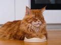 A Ginger Maine Coon cat sleeping with his paws in an empty food bowl waiting for food on a domestic kitchen