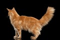 Ginger Maine Coon Cat Standing Isolated on Black Background Royalty Free Stock Photo