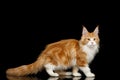 Huge Maine Coon Cat Isolated on Black Background Royalty Free Stock Photo