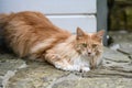 Ginger Maine Coon