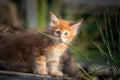 Ginger maine coon kitten smelling blade of grass