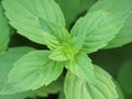 Ginger Mint Plant Closeup