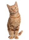 Ginger mixed breed cat, 6 months old, sitting Royalty Free Stock Photo