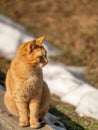 Ginger mixed breed cat, 6 months old outdoors on winter autumn background Royalty Free Stock Photo