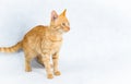 Ginger mixed-breed tom cat preparing for jump Royalty Free Stock Photo