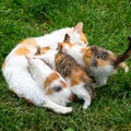 Ginger mother cat breastfeeding her kittens on a green lawn, copy space Royalty Free Stock Photo