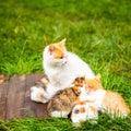 Ginger mother cat breastfeeds ginger kittens on a background of green grass on a green lawn, close-up, copy space, template Royalty Free Stock Photo