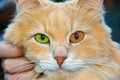 Ginger orange cat with bright eyes orange green with a vertical pupil portrait of a fluffy pet Royalty Free Stock Photo