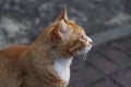 Ginger orange tabby cat portrait