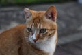 Ginger orange tabby TNR cat portrait